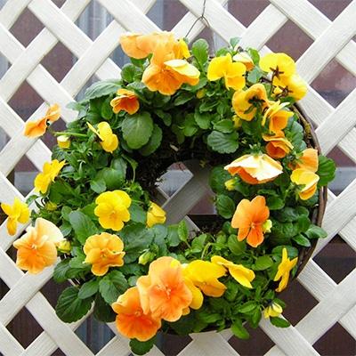 ふるさと納税 朝倉市 季節のお花サークル寄せ植え(イエロー・オレンジ系)