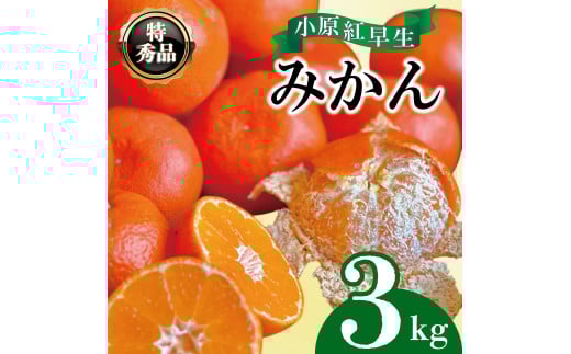 【2025年11月中旬より順次発送】【特秀品】みかん 小原紅早生 約3kg 真っ赤なみかん 小原紅早生みかん 甘い ミカン 蜜柑 フルーツ 果物 くだもの 柑橘 柑橘類 デザート 旬 産地直送 冬の味覚 旬の果物 旬のフルーツ お取り寄せ 取り寄せ