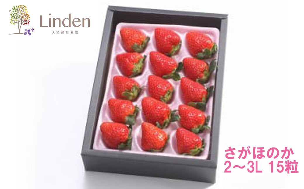 
                  【天然発酵堆肥で育てた】2～3L さがほのか 15粒【2026年2月下旬～3月上旬発送予定】いちご 苺 イチゴ フルーツ 果物 くだもの
                