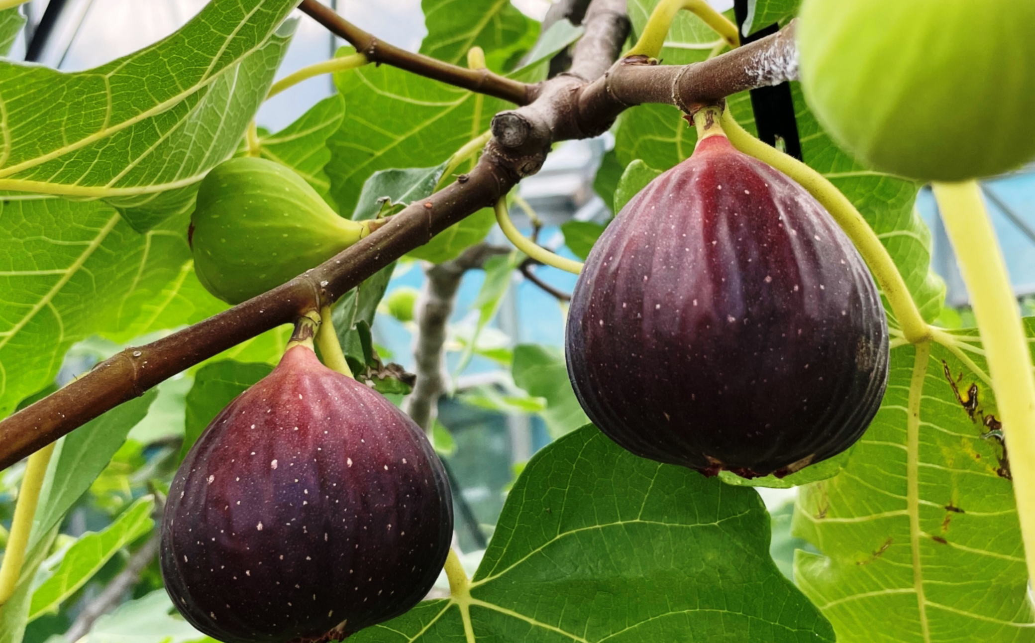 ［ハウス栽培］和歌山県産 樹上完熟 いちじく 12玉入り ★2025年8月より順次発送 ［TM207］