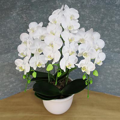 ふるさと納税 田原市 【陶器鉢寄せ植え】中村洋ランの胡蝶蘭　ミディ系白色3本 |  | 01