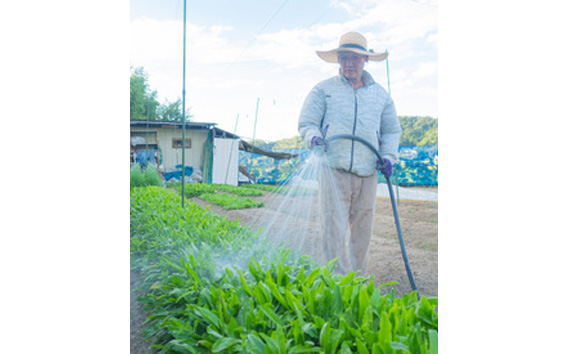 No.331 河南町新鮮アジア野菜「お試しセット」