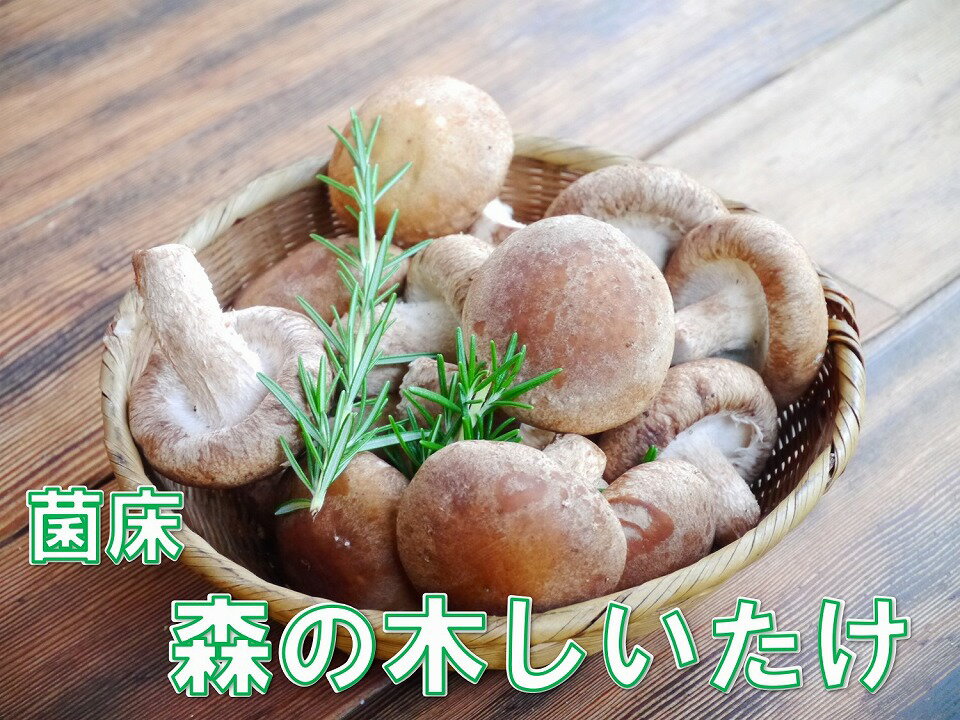 【ふるさと納税】淡路島産の菌床生椎茸（しいたけ）