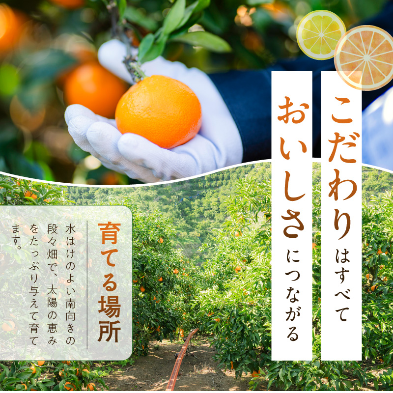 【2027年先行予約】【まごころ手選別】　せとか　約3kg　秀品_ZE6499