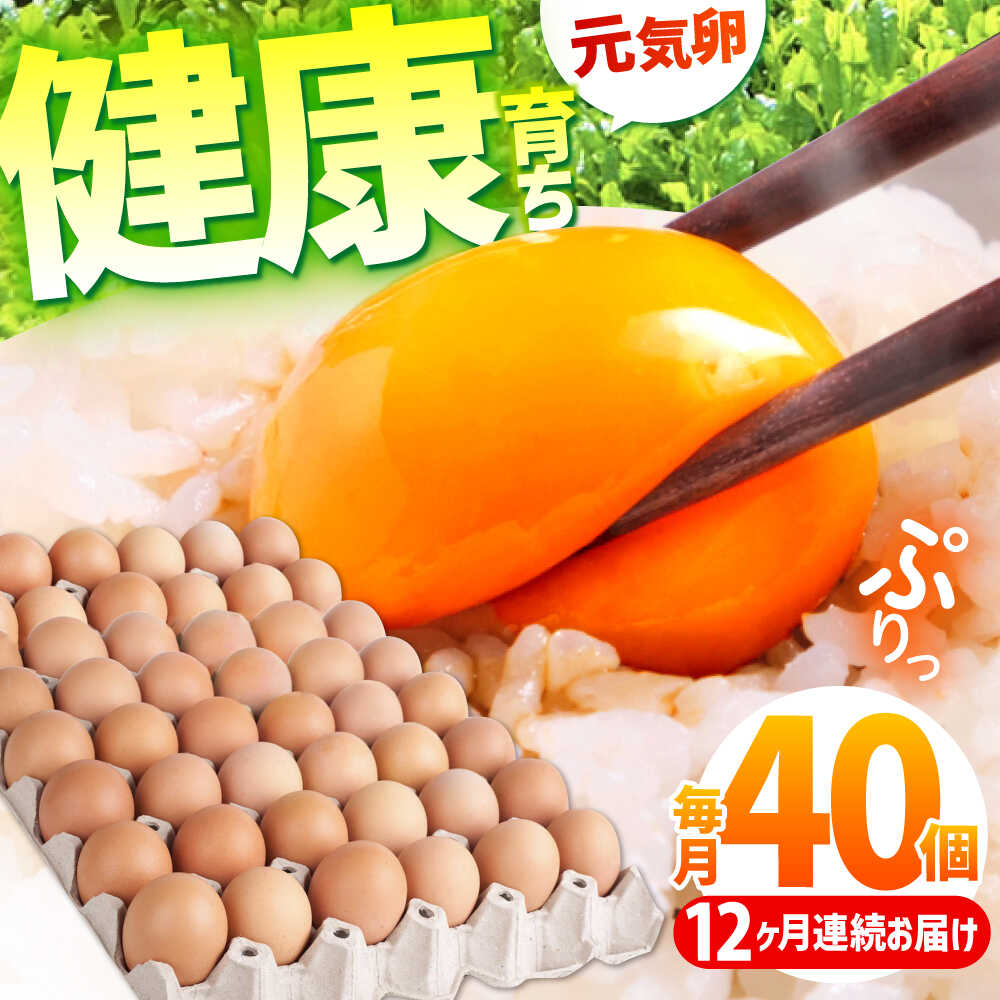 【ふるさと納税】【全12回定期便】お茶と海藻で健康育ち 元気卵 480個（40個×12回） / たまご タマゴ 玉子 鶏卵 / 亀山市 / 藪本養鶏園[AMBH008]