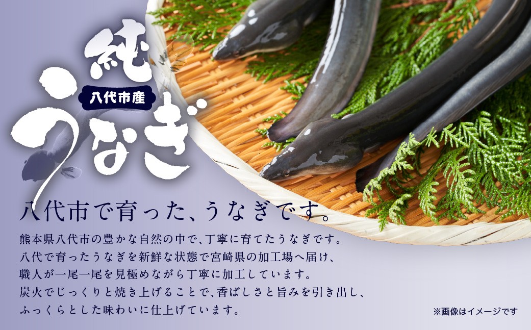 八代市で育った、うなぎです。
