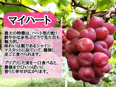 【2616-0291】[産地直送] フルーツ王国岡山 シャインマスカットの娘マイハート入り！ぶどう1.2kg 詰め合わせ