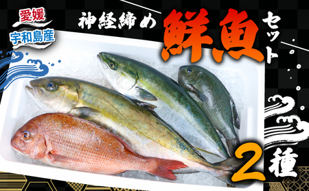 鮮魚 セット 神経締め 宇和海産 2種 こもこもShop 鮮魚詰合せ 神経〆 まるごと タイ カンパチ ブリヒラ シマアジ 養殖 刺身 お刺身 お刺し身 刺し身 人気 鯛 鯛めし 塩焼き 煮付け 焼き魚 アレンジ 新鮮 産地直送 冷蔵 国産 愛媛 宇和島 D040-186007