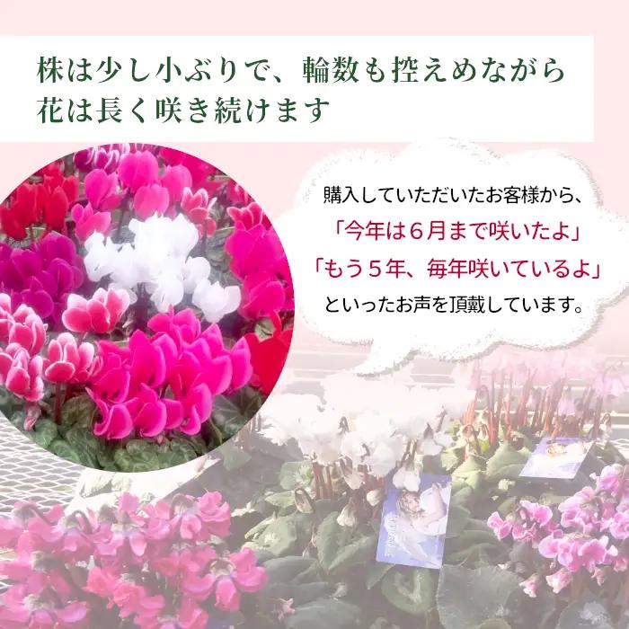 《予約品》シクラメン インディカ 色：フクシア 農林水産大臣賞受賞歴あり 愛知県産 シクラメン ５号鉢  花  プレゼント 贈り物 鉢花 鉢 ガーデン ガーデニング 愛知県産 クリスマス  -272