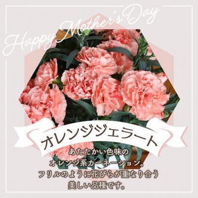 ふるさと納税 庄内町 【R8.5月初旬発送】成澤さんのカーネーション オレンジジェラート(入金期限:2026.4.30) |  | 01