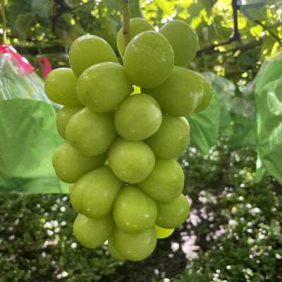 【ふるさと納税】シャインマスカット2～3房(合計1.2kg以上)【配送不可地域：離島】【1614723】