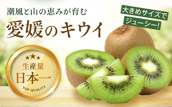 【先行予約】【11月上旬から順次発送】キウイフルーツ ヘイワード 大玉(3L〜4L玉) 約150g×9個 フルーツキャップ付き 愛媛県大洲市/西村農園 キウイ 果物 くだもの フルーツ 生産量日本一 
