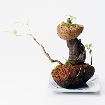 ふるさと納税 豊川市 苔盆景　苔盆栽　森の秘境 |  | 02