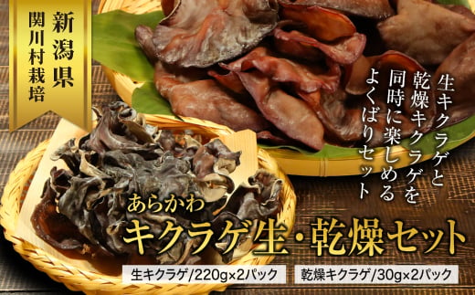 あらかわキクラゲ生・乾燥セット(生キクラゲ220g×2P・乾燥キクラゲ30g×2P) [贈呈用]【1442531】