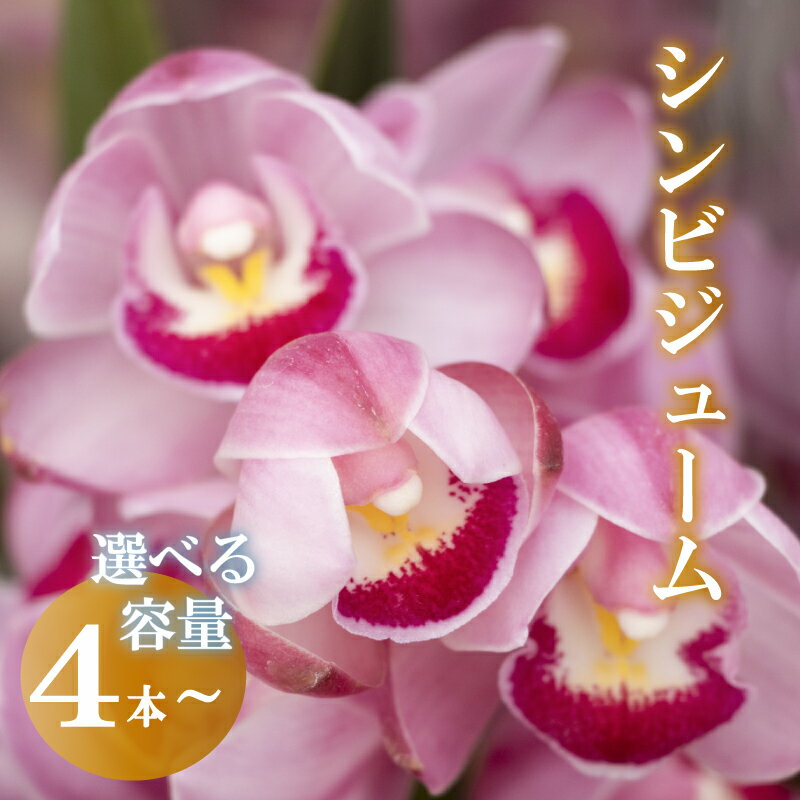 【ふるさと納税】 シンビジューム 花 2025年12月から発送 4~6本 お花 はな 切り花 フラワー 花束 フラワーアレンジメント インテリア 鑑賞 洋ラン 鉢 栽培 園芸 ガーデニング 花瓶 早期予約