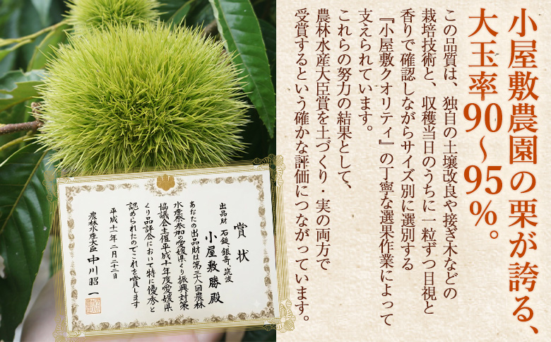 ＜大粒生栗 約1kg 3L～5Lサイズ＞『9月上旬から順次出荷予定』 和栗 生栗 くり皮つき おおつぶ 大きい 幻の栗 甘い 新鮮 栗ごはん 栗きんとん 渋皮煮 甘露煮 旬 国産栗 お取り寄せ 旬 特