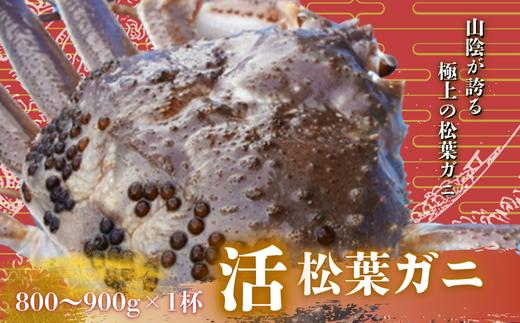 
            松葉ガニ 800～900g×1杯〈活〉松葉ガニ カニ 蟹 新鮮 旬 プレゼント 贈与 お祝い事 贈り物 年末年始 祝辞
          