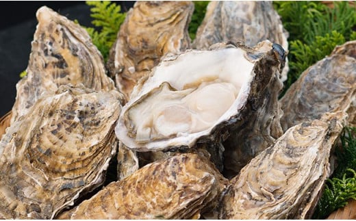 【ぷりっぷりで濃厚！】釧路管内産【活】牡蠣（小）12個 ふるさと納税 牡蠣 F4F-8911