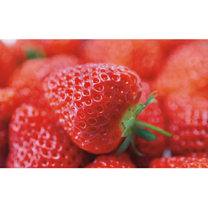 【ふるさと納税】「越後姫」イチゴ 15粒 2パック 果物類 いちご 苺 　お届け：2026年1月中下旬～3月末まで