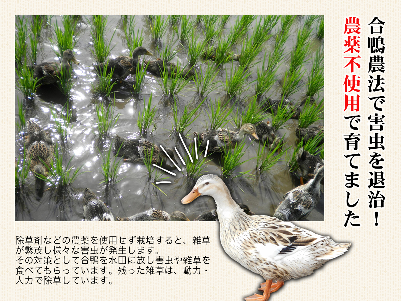 【令和7年産新米】農薬不使用　コシヒカリ米　合鴨農法　10kg(特別栽培米、旧名：会津磐梯山宝米） 