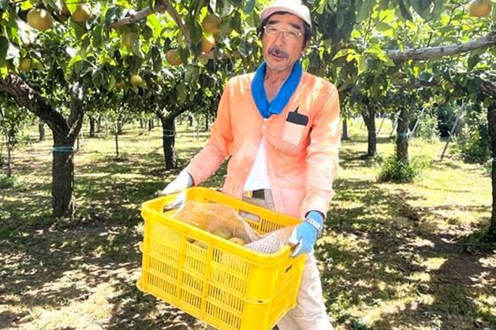 【先行受付】男鹿梨 「伊藤梨園」の豊水 梨 約5kg 2L～3L 14～16玉 秋田県 男鹿市 旬の果物 2026年9月下旬以降出荷