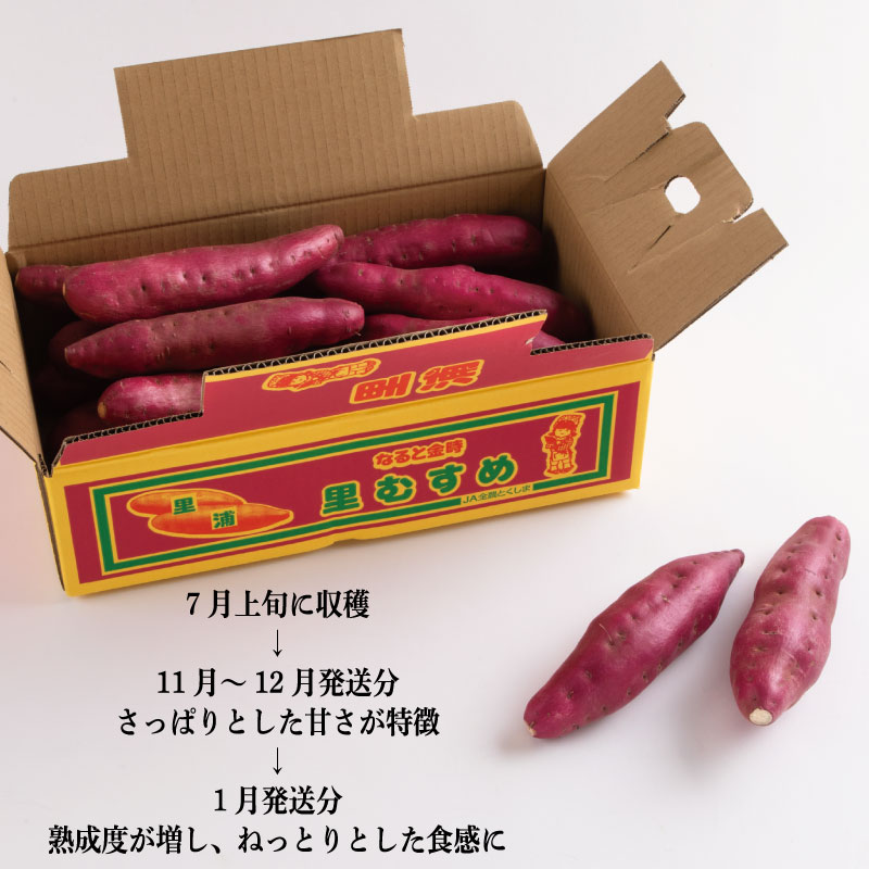 なると金時 里むすめ【Mサイズ5kg】2025年12月発送