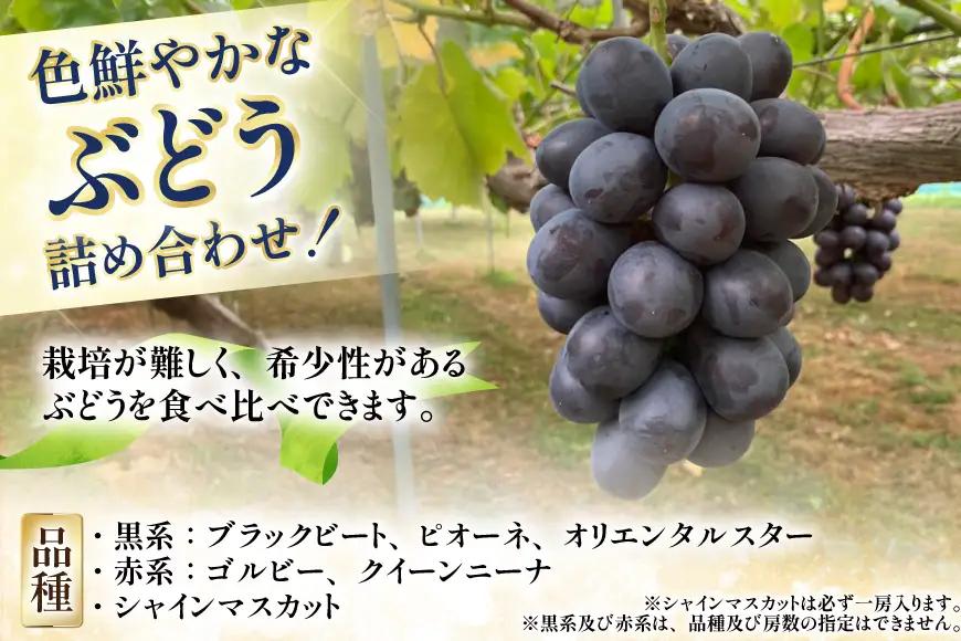 【期間限定発送】 ぶどう 詰め合わせ 3～4房 約1.8kg