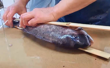 鯛魚貝類鯛の浜蒸し蒸し鯛縁起物鯛【約50cm1.7kg】