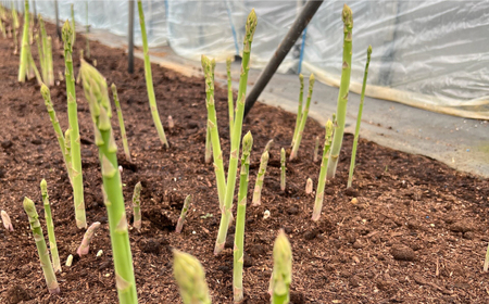 壱岐産 訳アリ アスパラガス1kg≪壱岐市≫【アスパラガス専門やまかわ屋】国産 冷蔵配送 産地直送 新鮮[JGZ001]