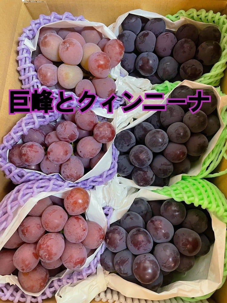 
            食べ比べ大会 希少クインニーナ・巨峰【2種セット全6房】生産者直送【2026年発送】（ISI）B17-157【巨峰 クインニーナ ぶどう 葡萄 ブドウ 令和8年発送 期間限定 山梨県産 甲州市 フルーツ 果物】
          