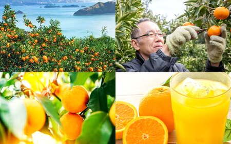 【3ヵ月連続定期便】 愛媛の柑橘農家が贈る！ 飲み比べ 柑橘ジュース 3種×3回（計9本） 100%ストレート果汁 産地直送 愛媛 みかん ジュース 果汁飲料 定期便 ふるさと納税 （880）
