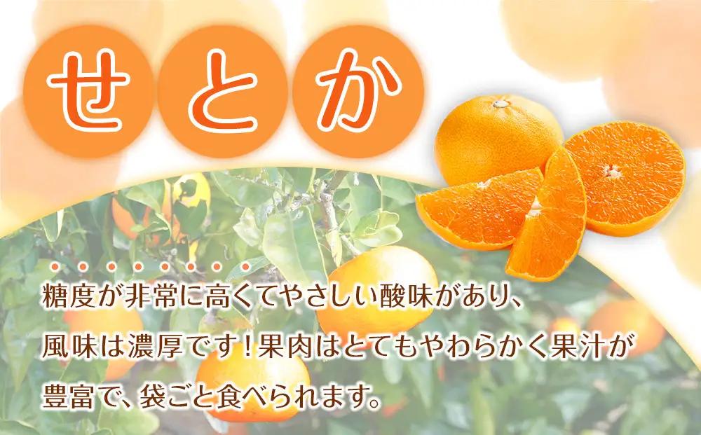 〈2027年2月下旬から順次発送予定〉せとか 約3kg せとかみかん［RN130］