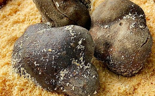 丹波篠山産 山の芋 秀品 4kg箱　令和7年産 新物