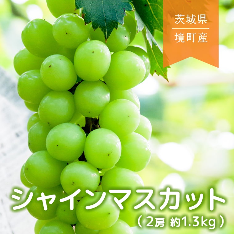 【ふるさと納税】 シャインマスカット 2025年先行予約！ 境町産 2房 (約1.3kg) 数量限定 ぶどう ブドウ
