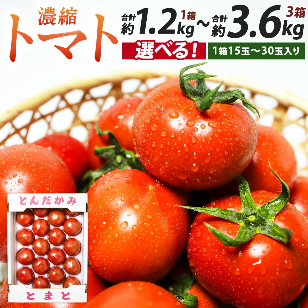【ふるさと納税】若松濃縮トマト ＜選べる＞ 約1.2kg または 約2.4kg または 約3.6kg 1箱15玉～30玉入り 福岡県北九州市若松区産 トマト 野菜 旬 新鮮 季節 冬 冷蔵 福岡県 九州 予約 【2026年3月下旬から6月下旬発送予定】
