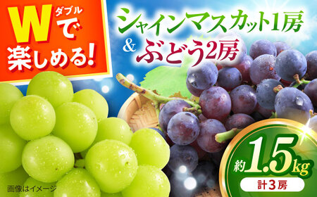 【2026年8月中旬～発送】ぶどうセット 約1.5kg ぶどう [ACAA007]