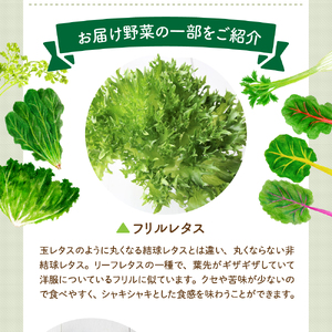 ココワークの水耕栽培野菜 約1kg ゆず人参ドレッシング2本 セット 栽培期間中 農薬不使用【大阪府吹田市】