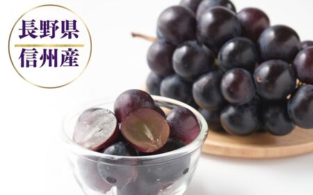 2025年 発送 先行予約 ナガノパープル 約1kg | ナガノパープル ぶどう 葡萄 皮ごと 種なし 高糖度 フルーツ 果物 特産品 オリジナル 品種 産地直送 千曲市 長野県 信州 先行予約
