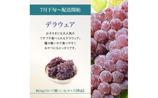 ≪先行受付≫ 山形からおすすめフルーツ定期便【定期便全4回】