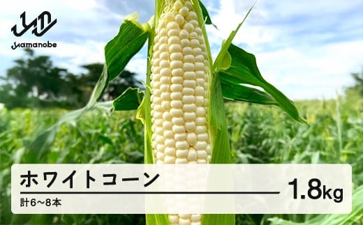 《先行予約》2025年 山形県産 ホワイトコーン 2kg(6～8本）生で味わう 白とうもろこし トウモロコシ コーン 夏 野菜 やさい ※沖縄・離島への配送不可 F21A-243