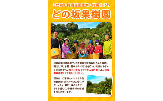 不知火(デコポンと同品種)しらぬい5kgどの坂果樹園《2月中旬-4月上旬頃出荷》しらぬいでこぽん果物フルーツ---wshg_245_g24_23_11000_5kg---