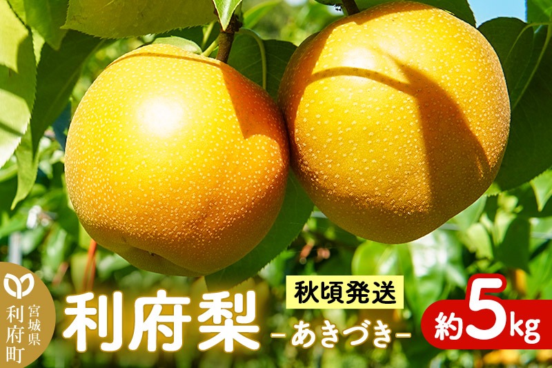 梨 数量限定 利府梨（あきづき）約5kg（10玉前後）先行受付 [先行予約 ブランド フルーツ 人気 有機肥料のみ 果物 美味 おいしい 宮城県 利府町 高橋梨園]|06_tne-010501