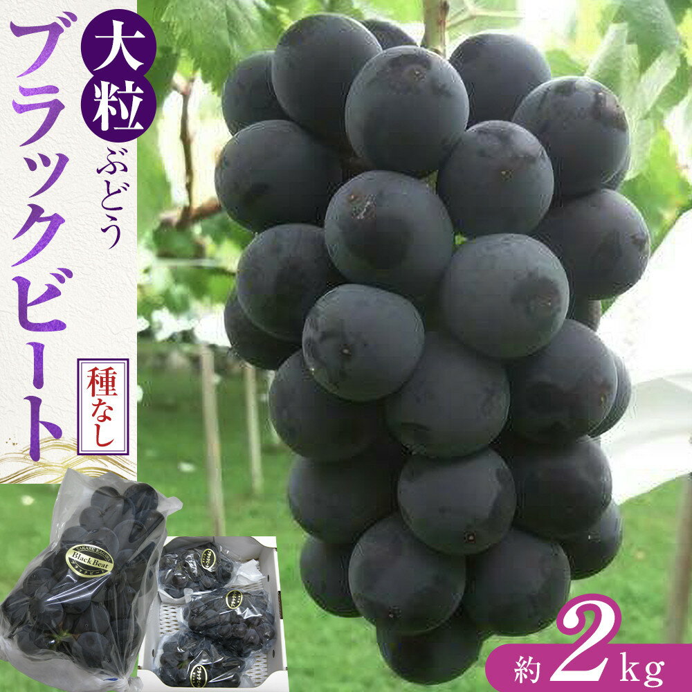 【ふるさと納税】【8月上旬頃～発送】大粒ぶどう ブラックビート 約2kg