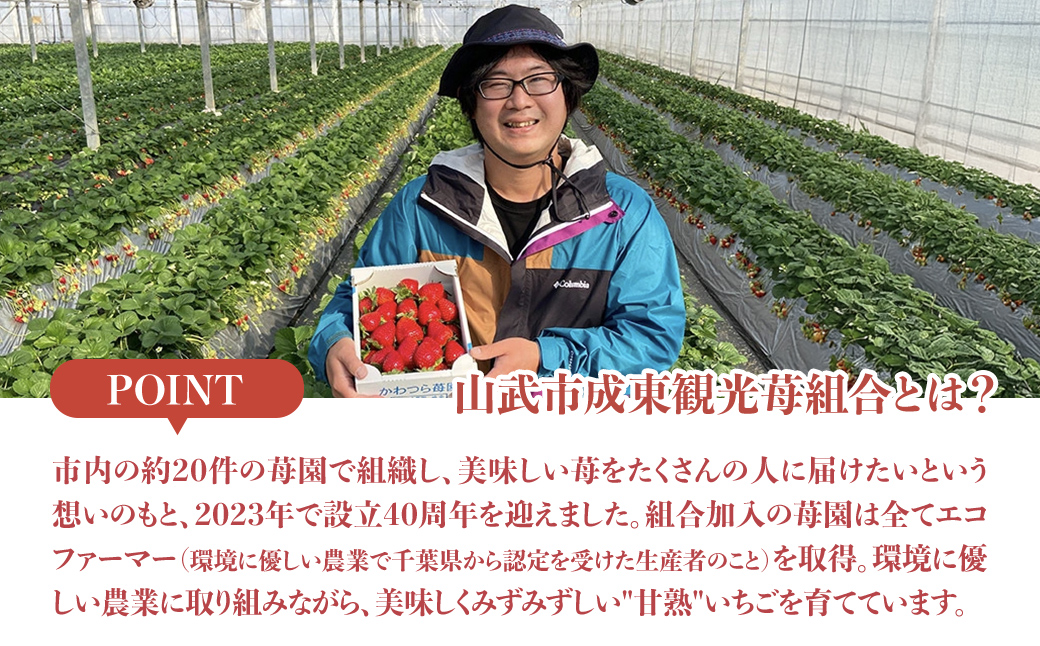 【先行予約】【1月から発送】自宅でいちご狩り気分! 完熟いちご6品種食べ比べセット 800g以上 ／いちご イチゴ 苺 果物 くだもの フルーツ 旬のくだもの 季節のフルーツ 食べ比べ 詰め合わせ セット 希少品種 千葉県 山武市 SMB002