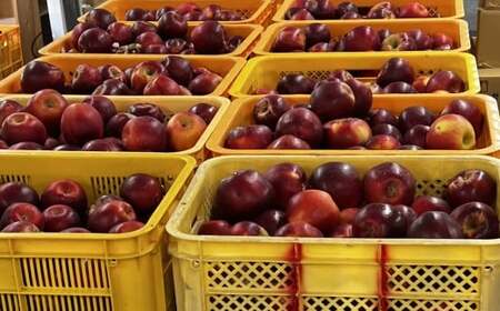 【紅玉使用】リンゴ酢腸活ドリンク＆甘くないリンゴジュースセット 酢 ジュース