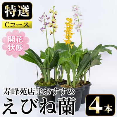 ふるさと納税 いちき串木野市 【個数限定】&lt;3月末まで受付 &gt;寿峰苑特選えびね蘭店主おすすめ開花済Cコース