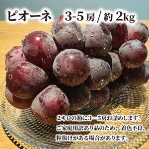 【きよとうファーム】【訳あり】ピオーネ ご家庭用 3-5房入/計2kg～(岡山県産)【配送不可地域：離島】【1535985】