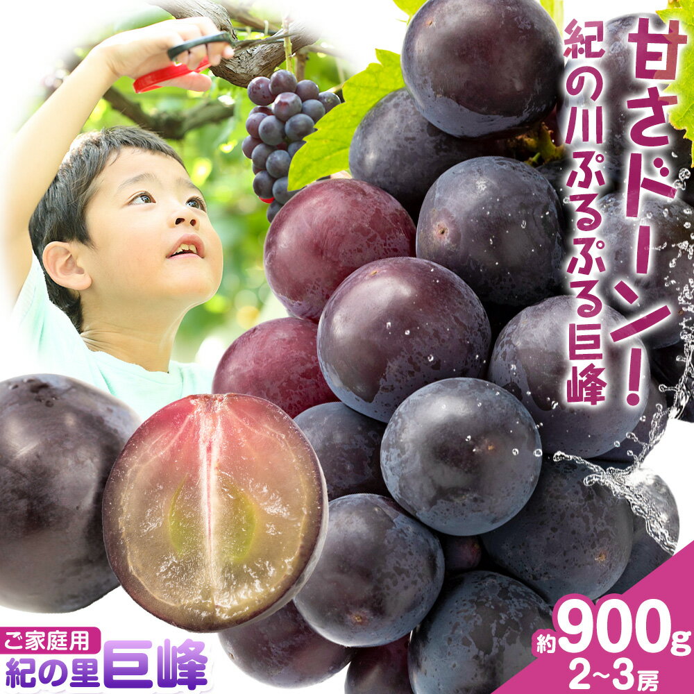 【ふるさと納税】ぶどう 巨峰 ご家庭用 紀の里巨峰 和歌山県産 約900g (2-3房)《8月中旬-9月上旬頃出荷》和歌山県 紀の川市 送料無料 ぶどう ブドウ 葡萄 巨峰 フルーツ 果物 お取り寄せフルーツ