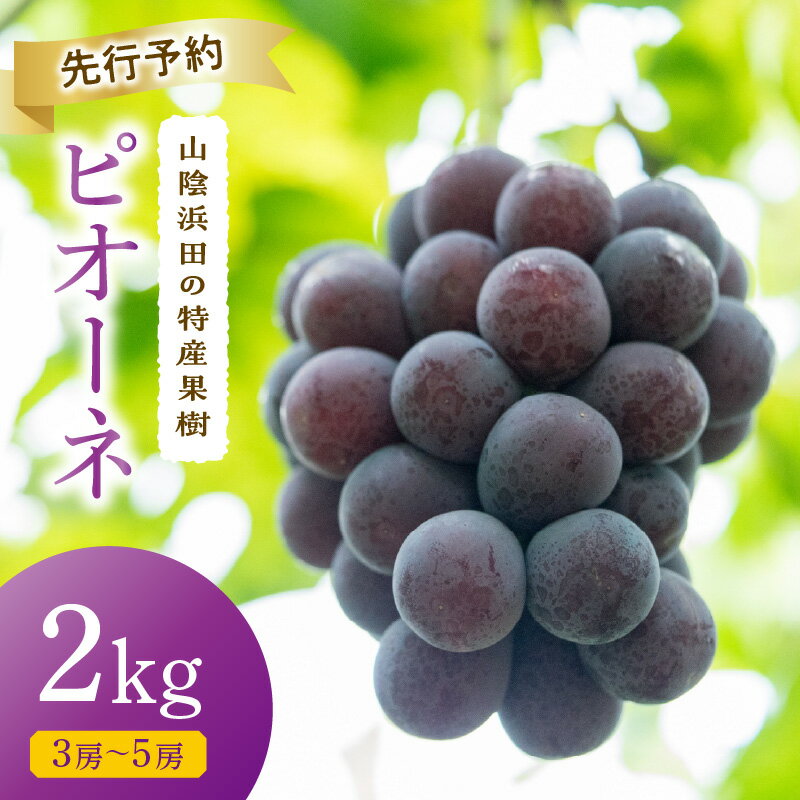 【ふるさと納税】【先行予約】【2025年産】山陰浜田の特産果樹ピオーネ（2kg）＜8月下旬より発送＞ ふるさと納税 ぶどう ふるさと納税 ピオーネ ブドウ 葡萄 フルーツ くだもの 果物 【010_1945】