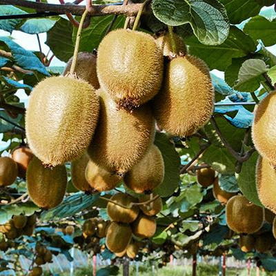 ふるさと納税 船橋市 1月発送分　船橋産キウイフルーツ未追熟バラ詰め5.2kg未追熟バラ詰め (傷み補償分約200g込み) |  | 03